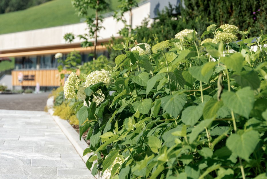 Weiße Hortensien im Vorgarten – Pflanzideen aus dem Gartencenter Blumen Gollner im Gasteinertal